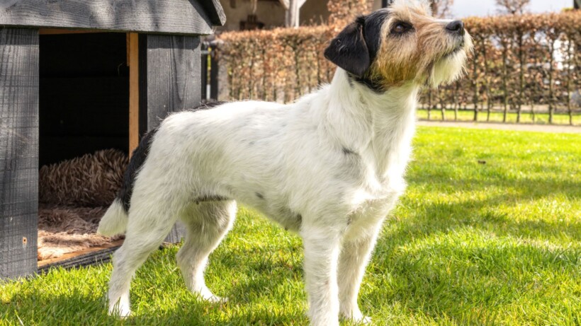 Een jack russell gaat zijn eigen weg