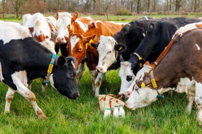 Maak zelf boerenyoghurt