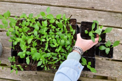 Tuinseizoen: maartse klussen met Marleen