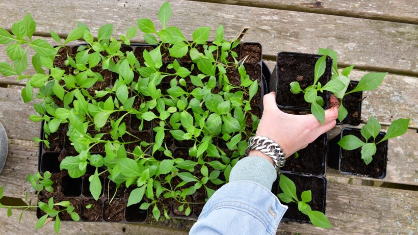 Tuinseizoen: maartse klussen met Marleen