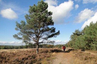 Wandeling van de maand: Trage Tocht Hoenderloo