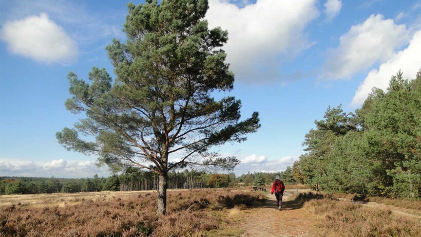 Wandeling van de maand: Trage Tocht Hoenderloo