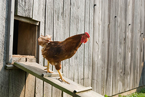 Aanschaf van een een kippenhok