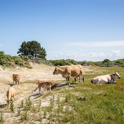 Man voert blad aan Maraichine koe.