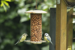 7 tips voor meer vogels in de tuin