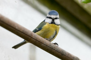 Dierentips voor de tuin in februari