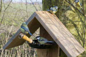 Maak een vogelvoerpan