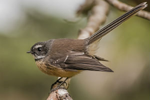 Vogels voeren: wat mag wel en wat niet