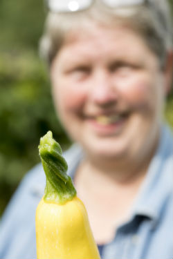 Hoe en wanneer oogst je courgette