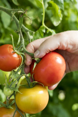 Hoe en wanneer oogst je tomaten