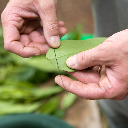 Steek het bloemistendraad twee cm achter de hoofdnerf van het blad