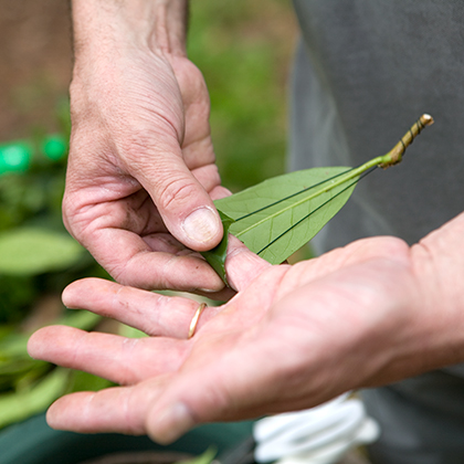 Steek het bloemistendraad twee cm achter de hoofdnerf van het blad