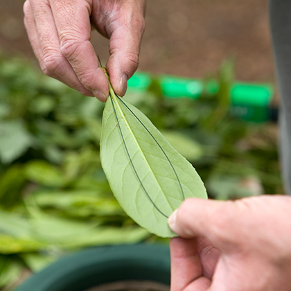 Steek het bloemistendraad twee cm achter de hoofdnerf van het blad