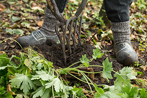 Wanneer kun je planten scheuren?