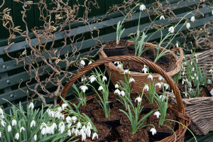 Plantentips voor januari en februari