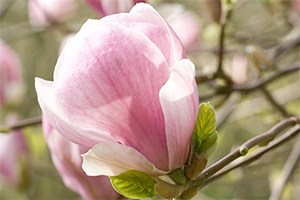 10 tips voor magnolia in je tuin