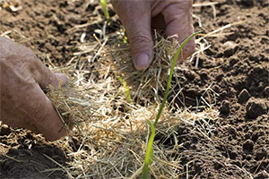 Sjefs tuintips: hoe krijg je een grote uienoogst?