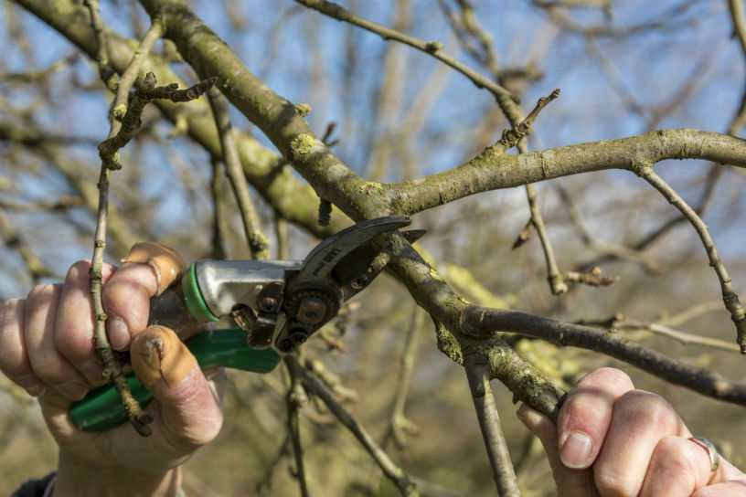 Een tak op de kraag eruit knippen