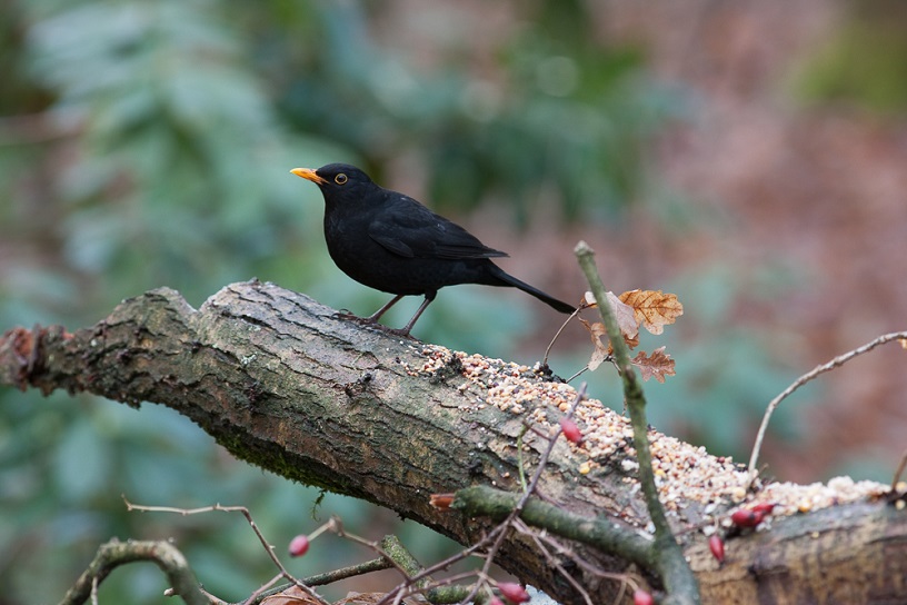 Veel vogels profiteren van kort gras, zoals de merel.